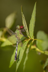 Dragon flies of South Carolina