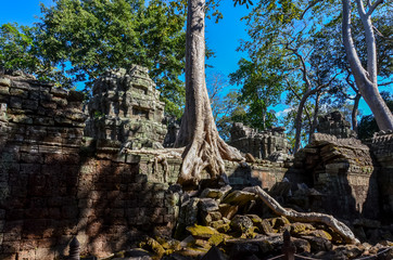 Big tree in the ruins of Angkor Wat