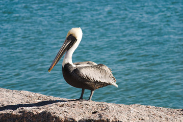 Sea crane sitting on large rock on jetty