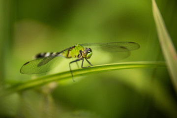Dragon flies of South Carolina