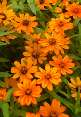 Orange wild flowers
