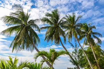 Four palm trees against a blue sky