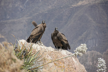 Condors in Colca canyon / Peru
