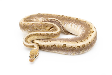 Ball Python Snake Reptile Isolated on White Background