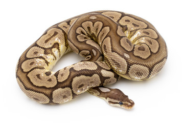 Fototapeta premium Ball Python Snake Reptile Isolated on White Background