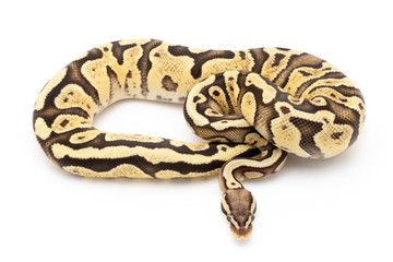 Ball Python Snake Reptile Isolated on White Background
