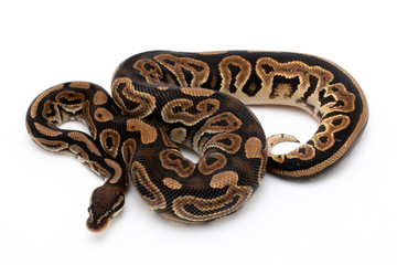 Ball Python Snake Reptile Isolated on White Background