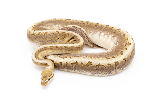 Ball Python Snake Reptile Isolated on White Background