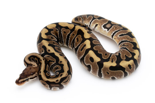 Ball Python Snake Reptile Isolated on White Background