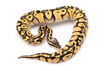 Ball Python Snake Reptile Isolated on White Background