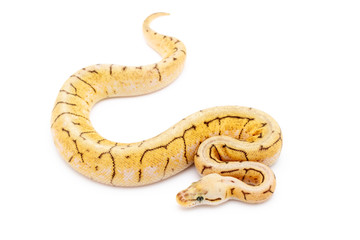 Ball Python Snake Reptile Isolated on White Background