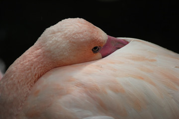 Fototapeta premium Closeup of pink flamingo