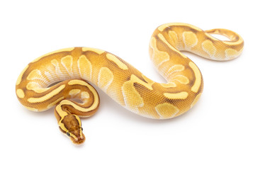 Ball Python Snake Reptile Isolated on White Background