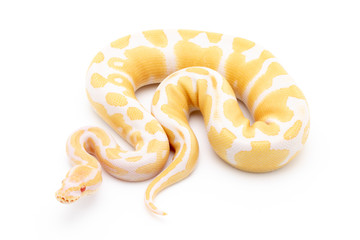 Ball Python Snake Reptile Isolated on White Background