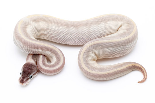 Ball Python Snake Reptile Isolated on White Background