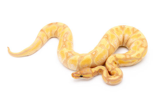 Ball Python Snake Reptile Isolated on White Background