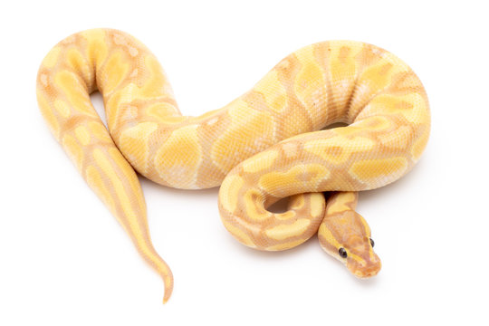 Ball Python Snake Reptile Isolated on White Background