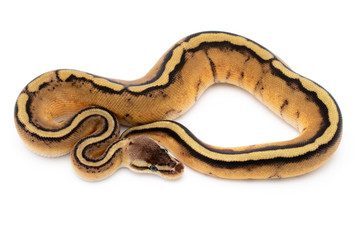 Ball Python Snake Reptile Isolated on White Background