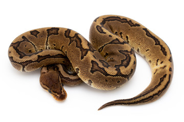 Naklejka premium Ball Python Snake Reptile Isolated on White Background