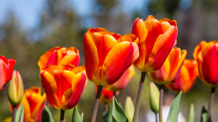 Fototapeta premium Tulips 5 by Skip Weeks