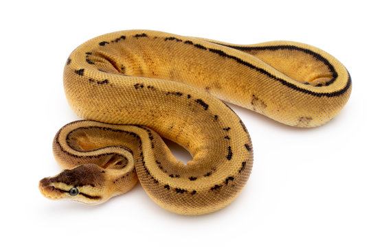 "Ball Python Morph" Images – Browse 82 Stock Photos, Vectors, and Video