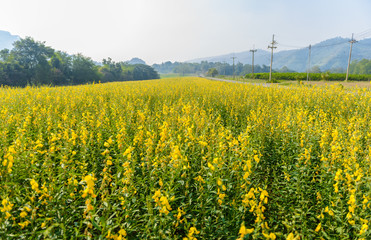 landscape view of yellow Sunn Hemp field