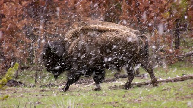 Bison and buffalo in Yellowstone National Park walking through heavy snow storm in the late autumn with big flakes falling all around them.