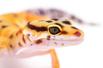 Leopard Gecko Lizard Reptile isolated white background