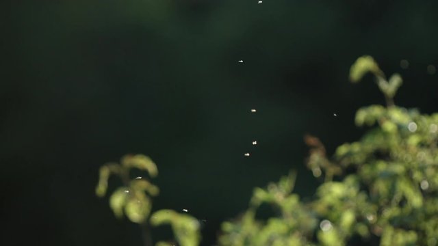 Swarm of gnats and bugs swarming in slow motion