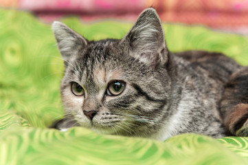 Grey cat portrait with big reflecting eyes