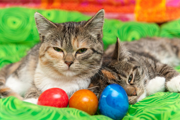 Fototapeta na wymiar Cats with colored easter eggs