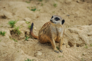 Meerkat sitting on sandy ground watching sideways