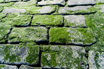 Green moss on a grey stone wall