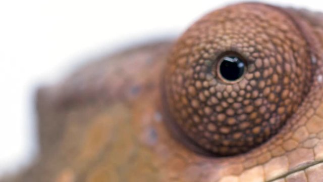 Macro close-up of a chameleon lizard eye as it looks around and the pupil dilates