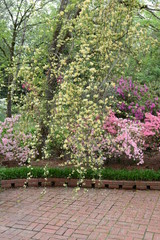 Naklejka premium yellow and pink flowers along a brick path