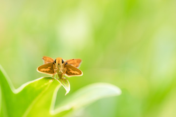 Brown skipper butterfly on green leaf, macro closeup, clean background, copy space