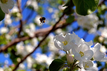 A bee flies between the flowering branches of an apple tree. Bright sunny day.