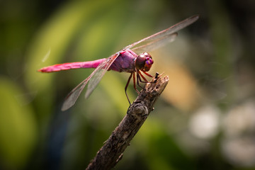 Dragon flies