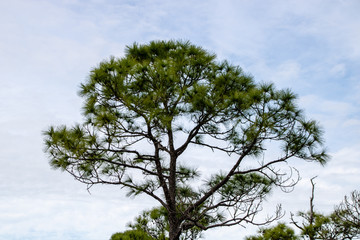 tree against blue sky