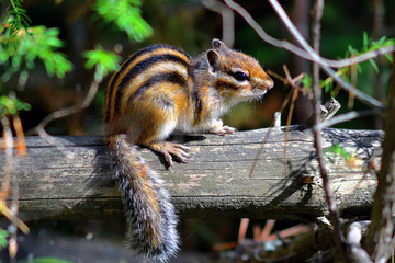 Chipmunk (lat. Tamias sibiricus) basks in the sun, sitting on a branch of a fallen tree.