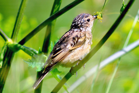 Lark (Latin Alaudidae) on a summer day sits on a branch of a plant and eats seeds.