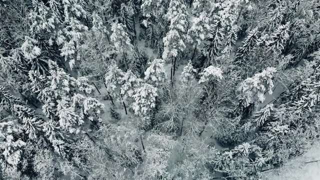 Aerial, tilt down, drone shot, flying low above finnish, winter forest, of snow, covered spruce or pine trees, on a cloudy day, in Nuuksio national park, in Espoo, Uusimaa, Finland