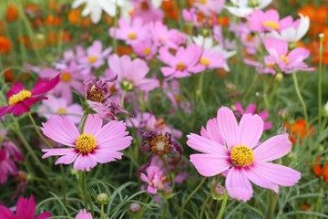 Cosmos flowers in the tropical