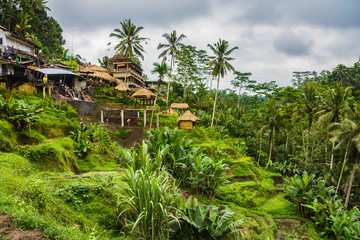 Tegallalang Rice Terraces and vegetation in Ubud, Bali, Indonesia