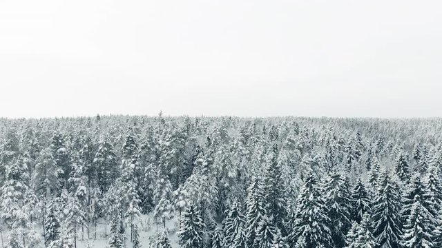 Aerial, rising, drone shot, above endless winter forest and snow, covered trees, on a overcast day, in Nuuksio national park, Uusimaa, Finland