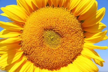 Beautiful summer nature background. Blooming sunflower in sunlight against blue sky close up.  Agriculture and industry background.