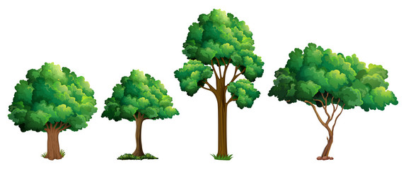 Fototapeta premium Set of different tree design