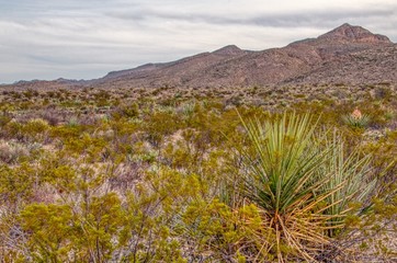 Big Bend National Park is located in Far South Texas on the Mexican Border