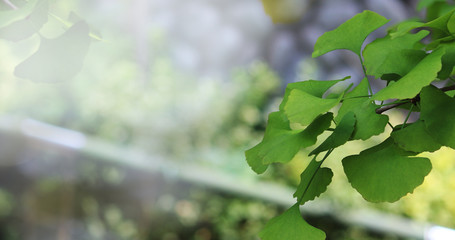 maidenhair tree background