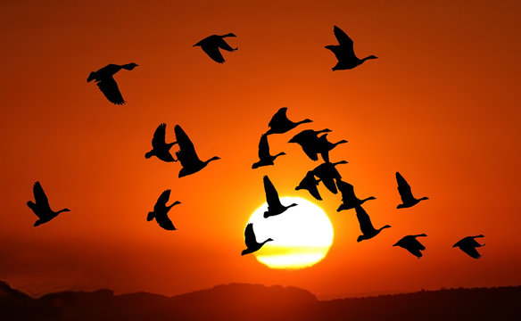 Canada geese in flight silhouetted against the sunset